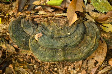 Ganoderma lucidum fungus in tropical rainforest