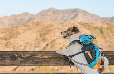 Dog as funny tourist with backpack looking at beautiful mountain landscape from observation point