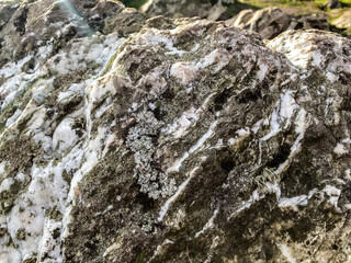 Lichen and moss on quartzite rock.