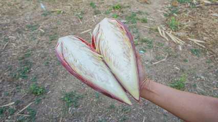 Banana blossom, a healthy food grown in an agricultural garden