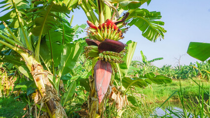 Bananas grown in an agricultural garden