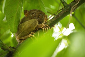 Full body close-up of a tarsier sitting between leaves, his big eyes looking directly into the...