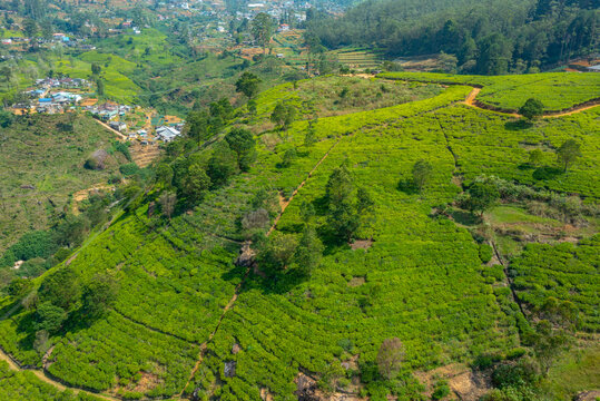 Panorama view od Mackwoods tea estate at Sri Lanka