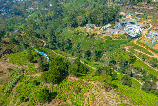 Panorama view od Mackwoods tea estate at Sri Lanka
