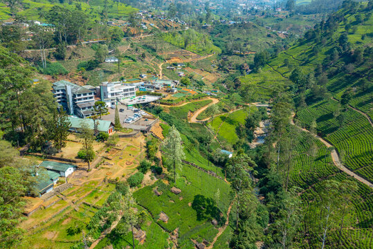 Panorama view od Mackwoods tea estate at Sri Lanka