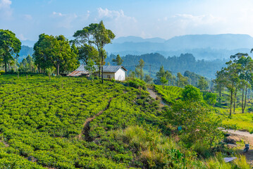 Tea plantations around Nuwara Eliya in Sri Lanka