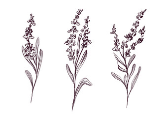 A set of lavender, field plants on a white background. Lavender branches with leaves and flowers, hand-drawn. Field plants drawn in ink