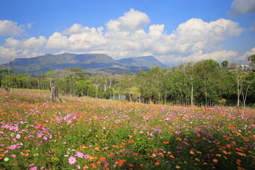 Flower garden and mountain view, sky, clouds
