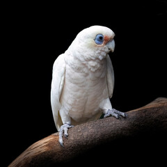 Long-billed corella, also known as a slender-billed corella, cacatua tenuirostris,perched on a tree and isolated over black background. This is a sociable and gregarious Australian cockatoo.
