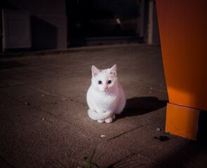 Street cat, kitten