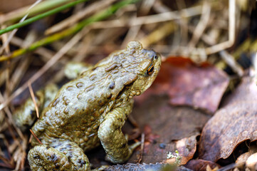 frog in the grass