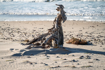 old tree that looks like an animal on the beach