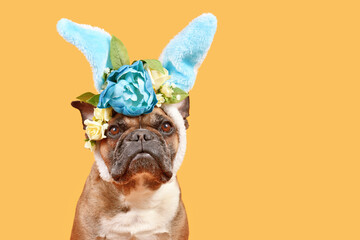Fawn French Bulldog dog wearing Easter bunny costume ears headband with rose flowers on yellow...