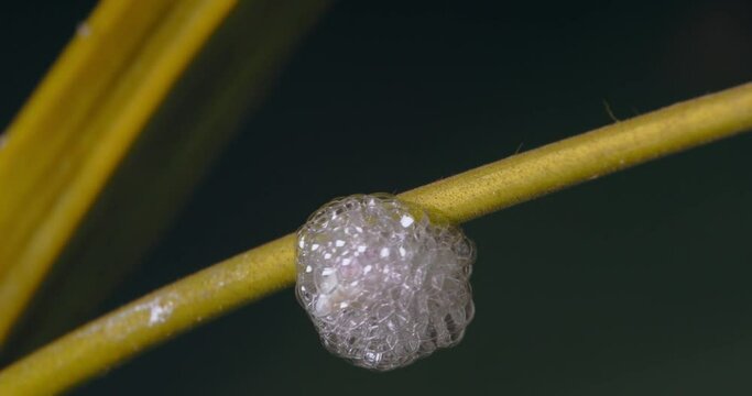 a froghopper also called spittlebug makes a bubble nest on the stem of a leaf. Close-up shot