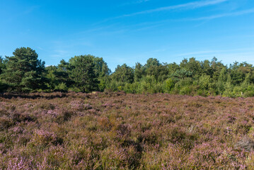 Fototapeta na wymiar Landschaft im Naturschutzgebiet Schoorlser Dünen bei Schoorl. Provinz Nordholland in den Niederlanden
