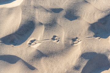 Spuren einer Seemöwe im Sand