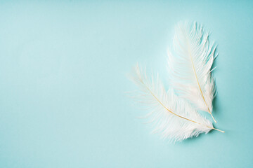 Two white feathers on blue background close up