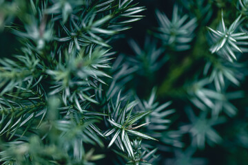Fototapeta na wymiar Natural background, texture of a coniferous tree branch.