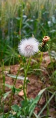 bee on a dandelion