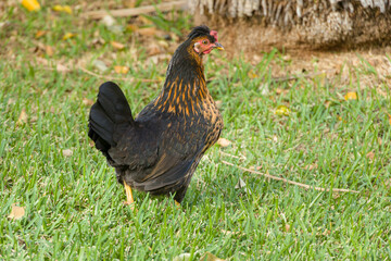 A colorful hen in front of green meadow