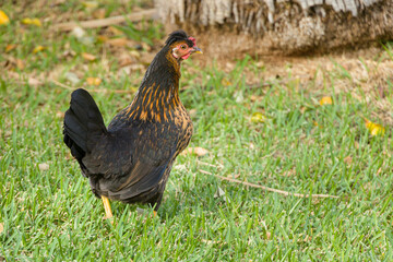 A colorful hen in front of green meadow