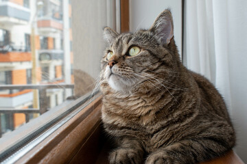 British striped cat lying on a window sill, looking out the window