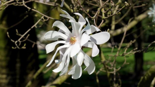 Magnolia stellata white flower on a flowering tree branch in ornamental garden