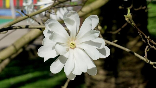 White flower of Magnolia stellata in city park close up