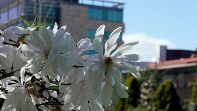 White flower of Magnolia stellata in city street on sky background