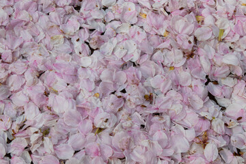 pink cherry blossom petals