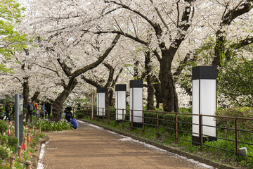 people in the cherry blossom garden