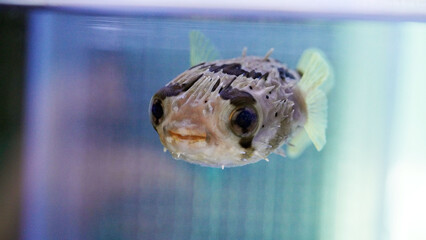porcupine puffer