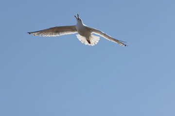 Seagulls in flight over Walcott Coast Norfolk UK