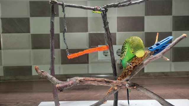 Cute budgie eating a treat Millet Spray