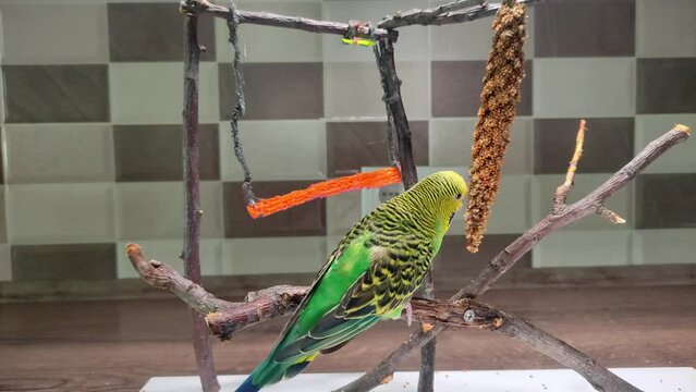 Cute budgie eating a treat Millet Spray