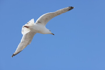 Seagulls in flight over Walcott Coast Norfolk UK
