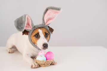 Funny dog Jack Russell Terrier in a bunny costume with a basket of painted eggs on a white...