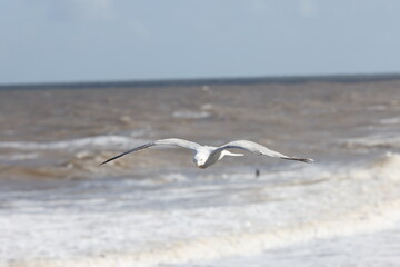 Seagulls in flight over Walcott Coast Norfolk UK