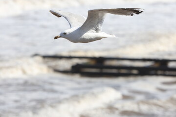 Seagulls in flight over Walcott Coast Norfolk UK