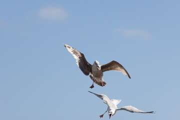 Seagulls in flight over Walcott Coast Norfolk UK