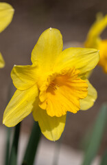 Flowers of yellow narcissus. Wonderful beautiful first spring flowers close-up in good quality. Beautiful floral background for a romantic greeting card
