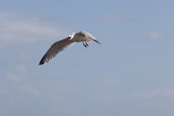 Fototapeta na wymiar Seagulls in flight over Walcott Coast Norfolk UK