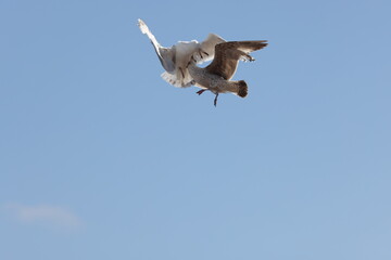 Seagulls in flight over Walcott Coast Norfolk UK