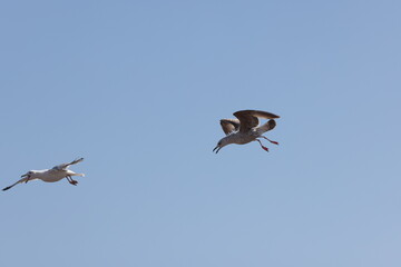 Seagulls in flight over Walcott Coast Norfolk UK