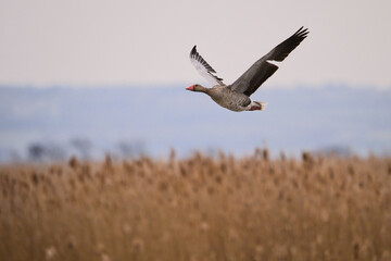 bird, fliegender, natur, fliegen, himmel, wild lebende 