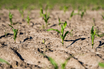 Maize seedling in the agricultural garden with blue sky.