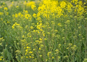 田舎の景色