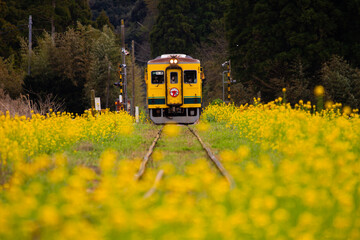 菜の花といすみ鉄道