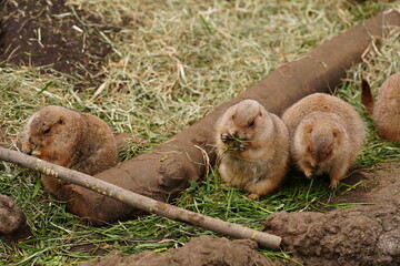 上野動物園のプレーリードッグ