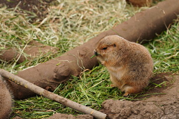 上野動物園のプレーリードッグ